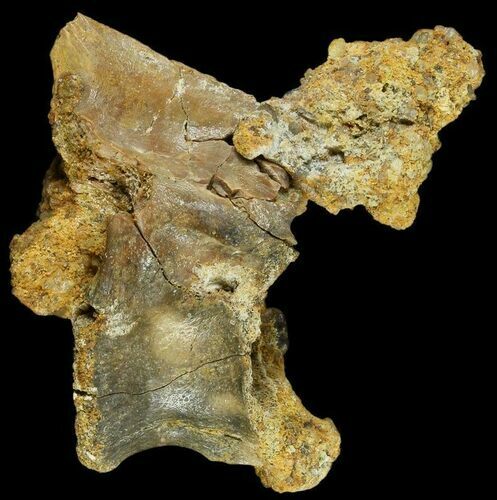 Fossil Theropod Caudal (Tail) Vertebra - Morocco #116855
